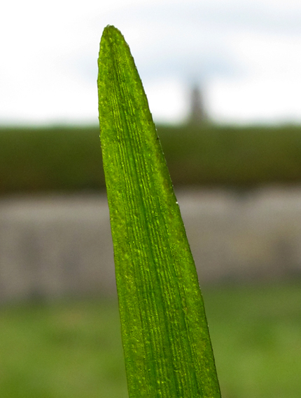 Vallisneria8