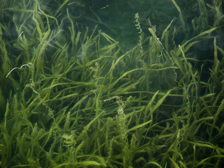 Vallisneria4