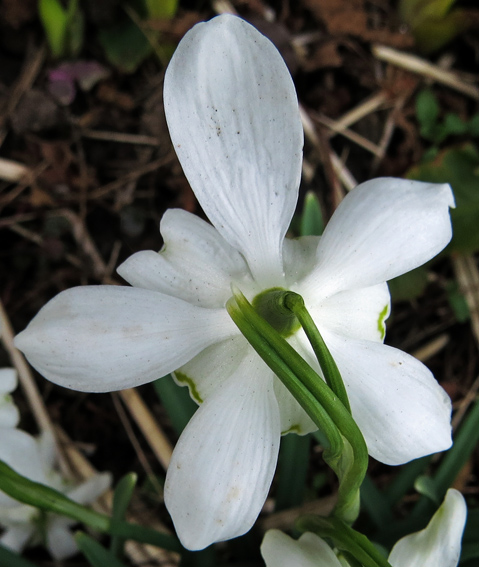 Galanthus3