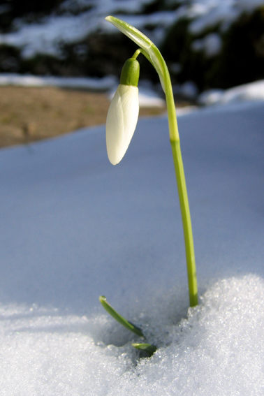 Galanthus