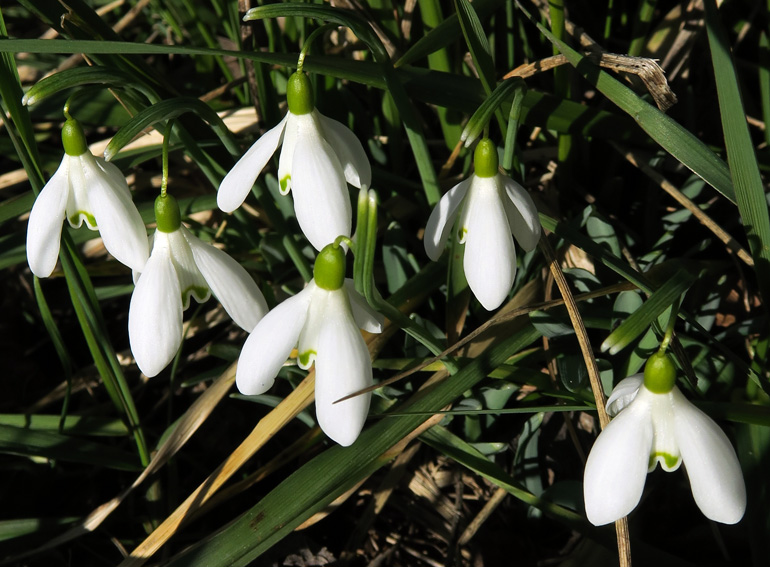 Galanthus2a