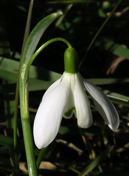 Galanthus2