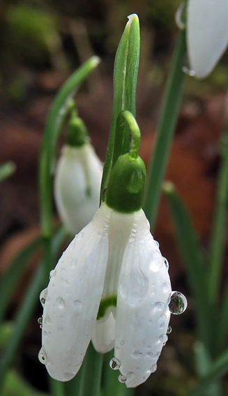 Galanthus2c