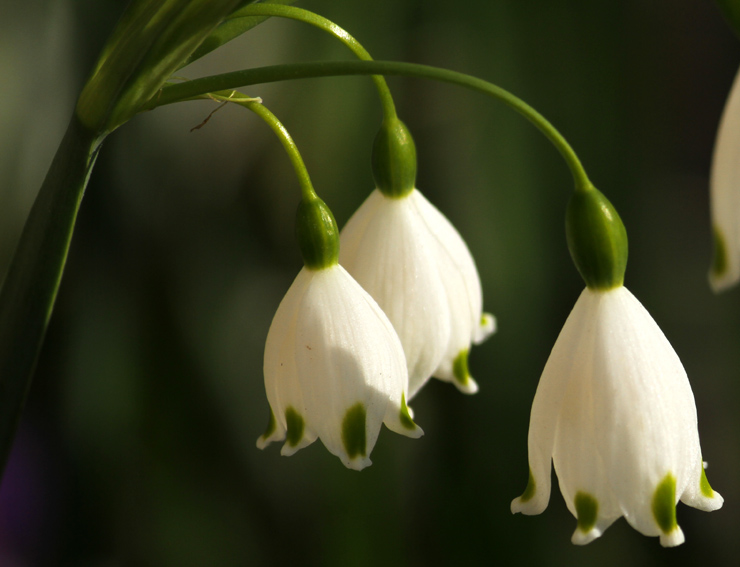 Leucojum8