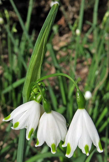 Leucojum7