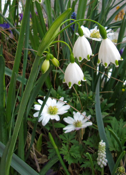 Leucojum6