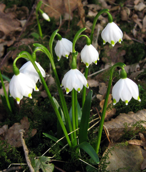 Leucojum2