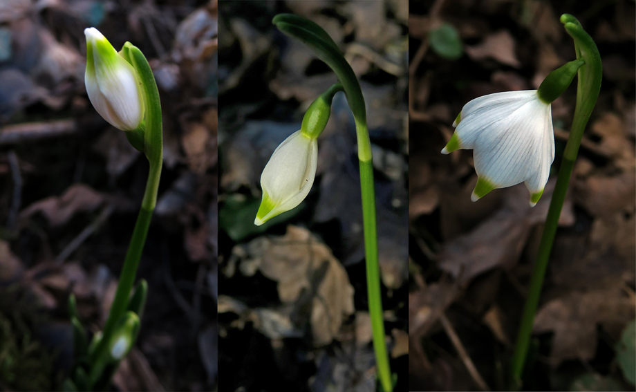 Leucojum5b