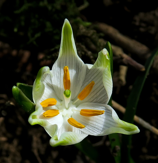 Leucojum2a