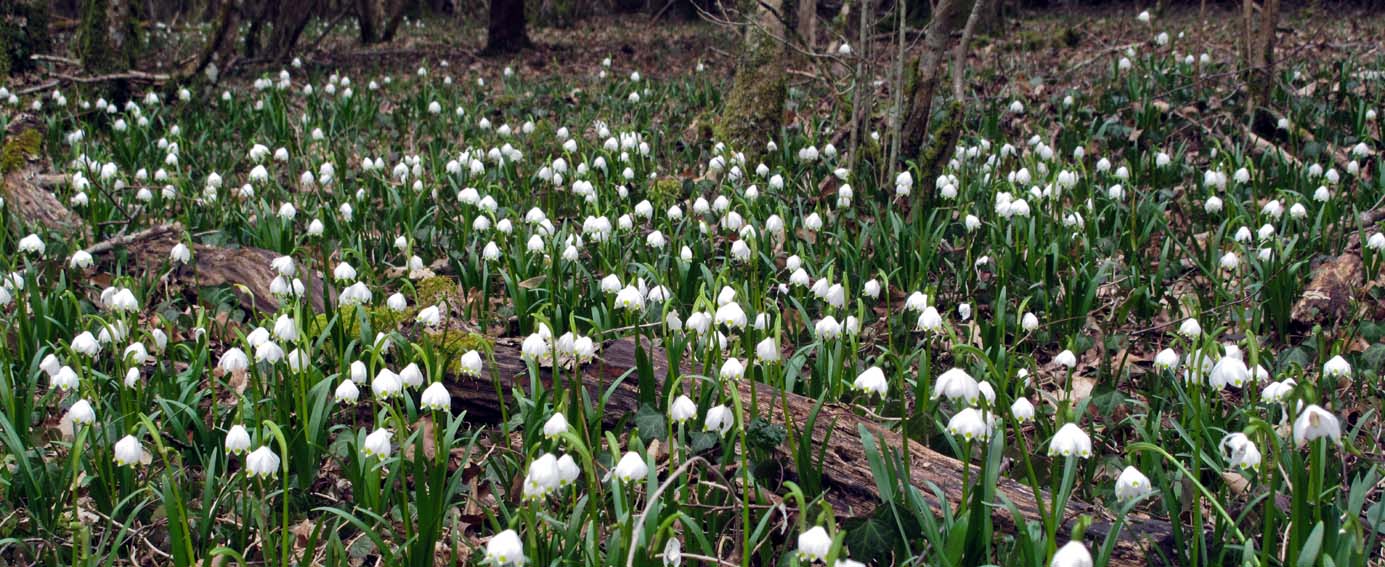 Leucojum1a