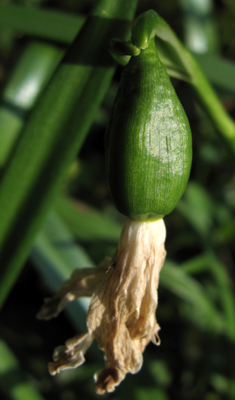 Leucojum5