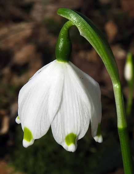 Leucojum5a