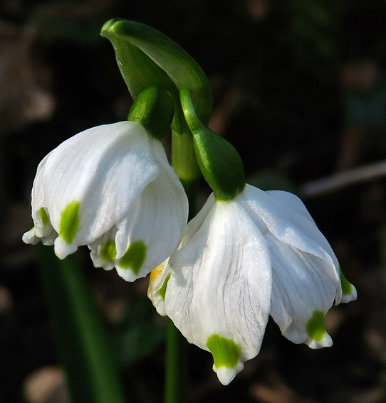 Leucojum5c