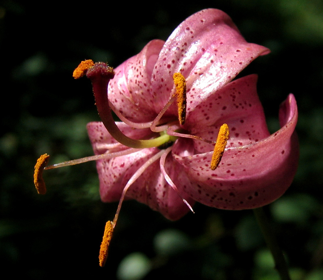 Lilium3