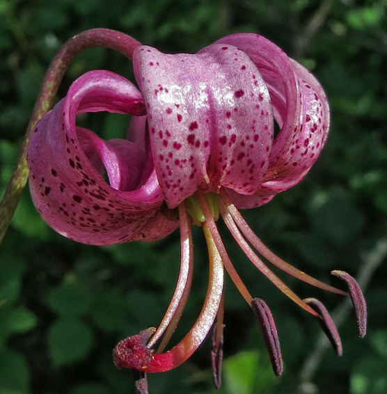 Lilium10