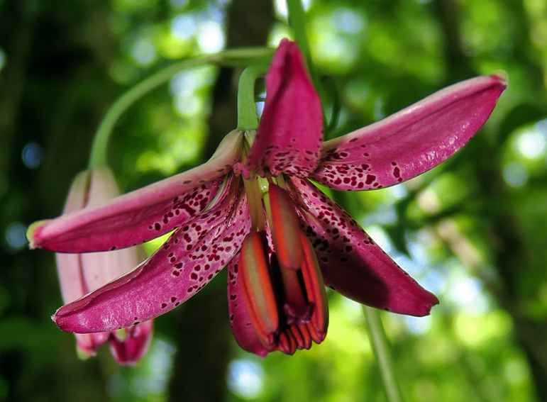 Lilium14