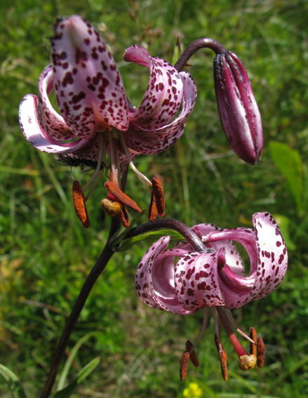 Lilium2a