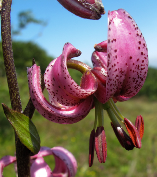 Lilium4a