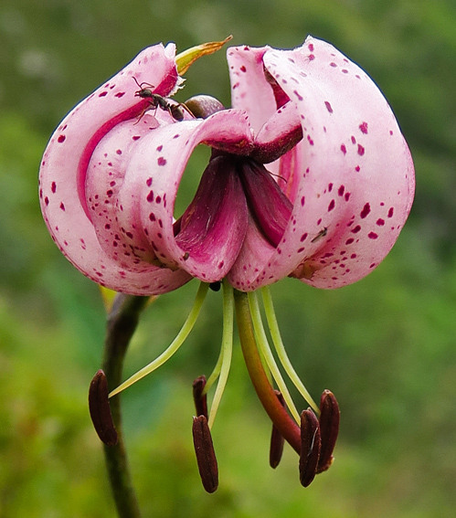 Lilium11