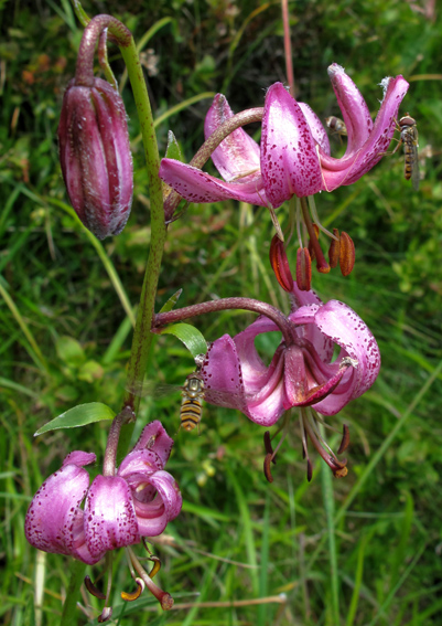 Lilium2