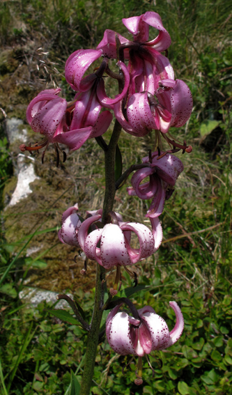 Lilium1