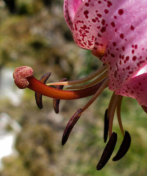 Lilium5