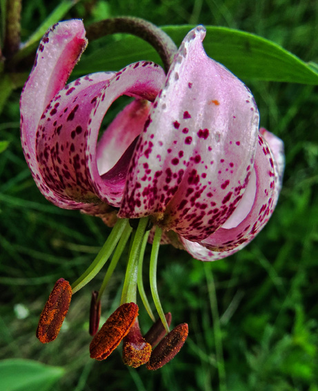 Lilium8