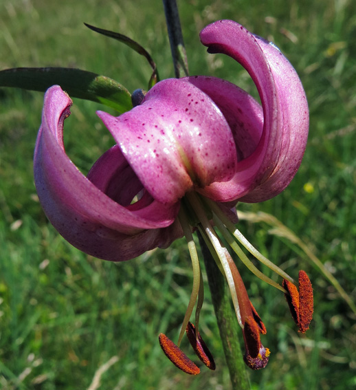 Lilium9