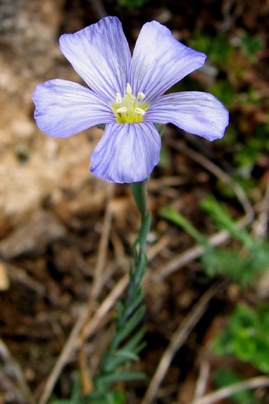 Linum1