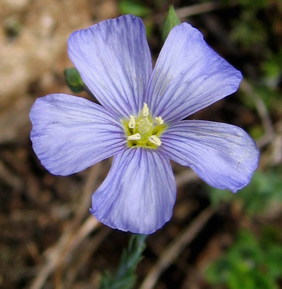 Linum2