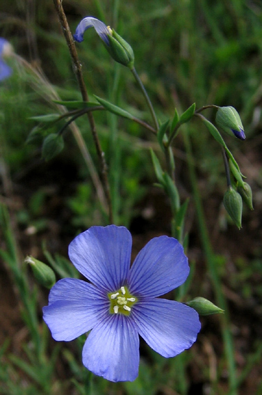 Linum2