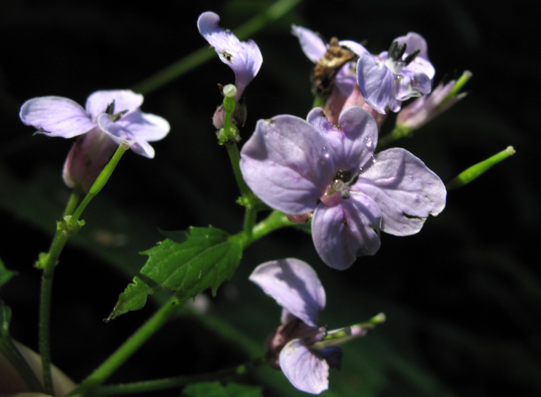 Lunaria1a