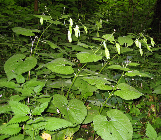 Lunaria1