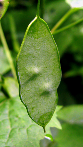 Lunaria