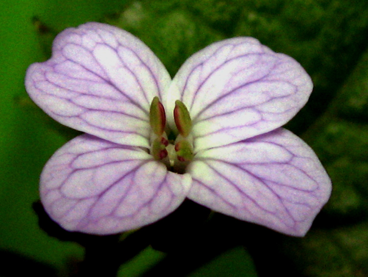 Lunaria2