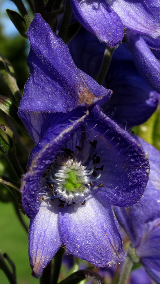 Aconitum11