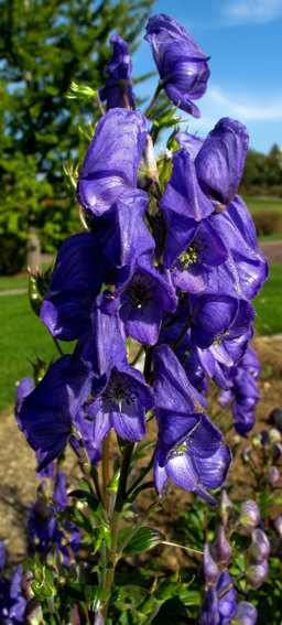 Aconitum10