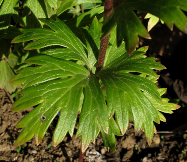 Aconitum12