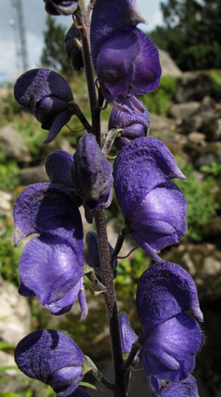 Aconitum9