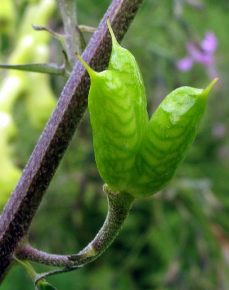 Aconitum8