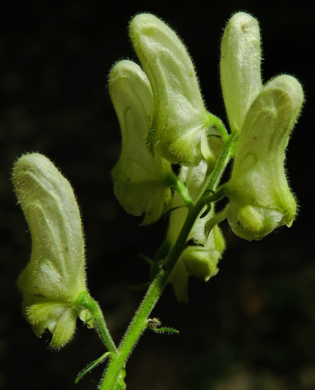 Aconitum6