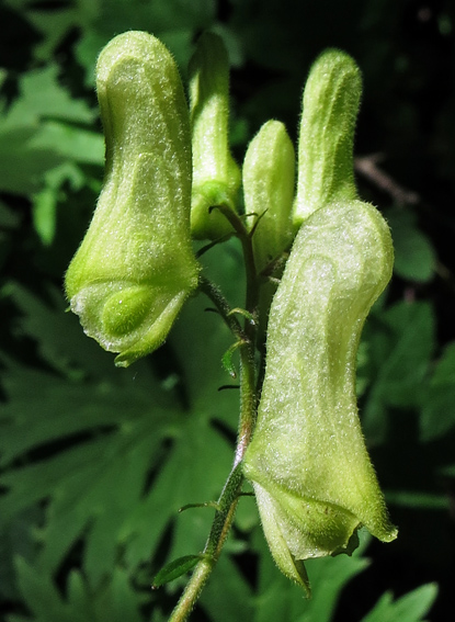 Aconitum8b