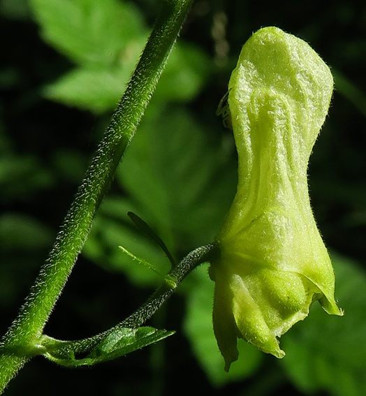 Aconitum8c