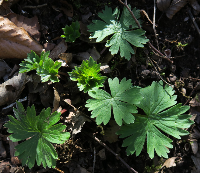 Aconitum5