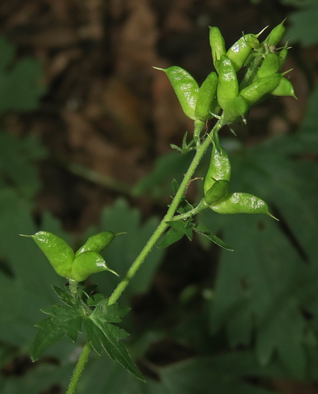 Aconitum8a
