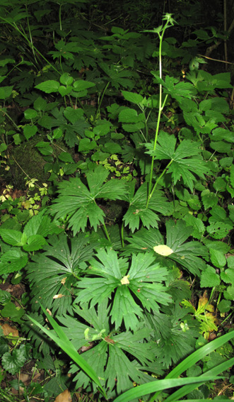 Aconitum4