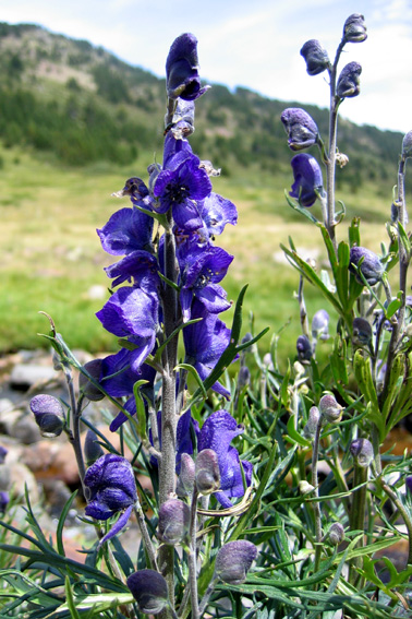 Aconitum1