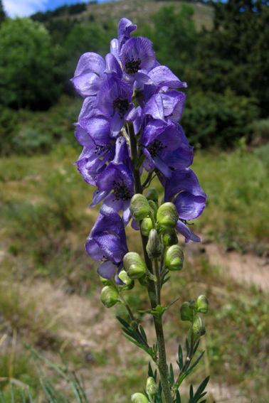 Aconitum2