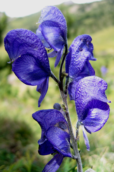 Aconitum3