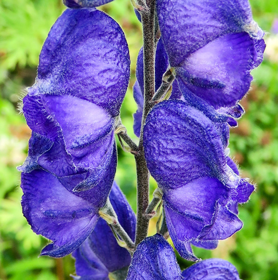 Aconitum3a